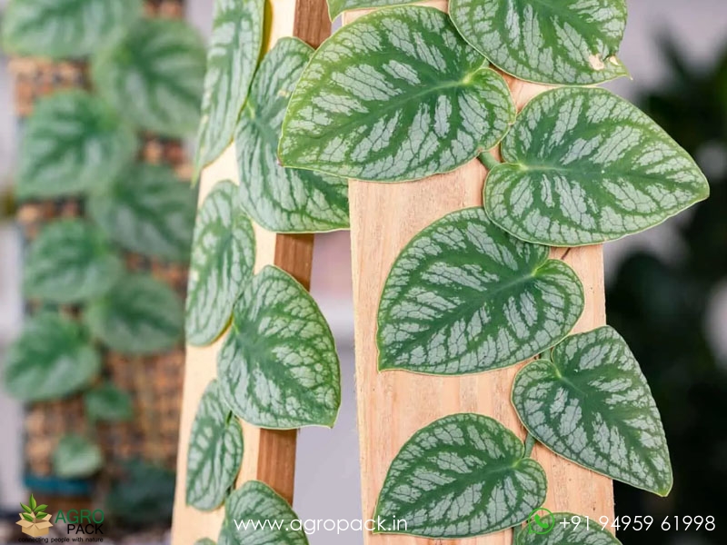 Monstera-Dubia2