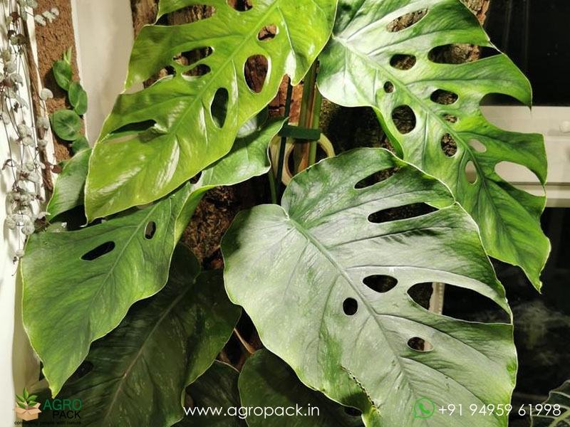 Monstera-Dubia3