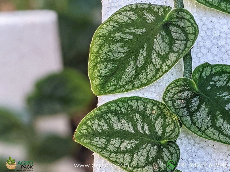 Monstera-Dubia4