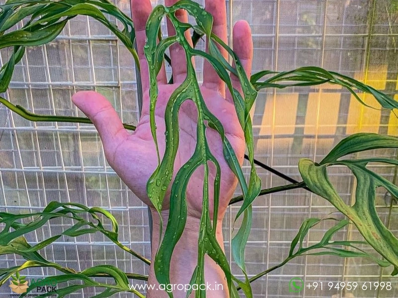 Monstera-Gracilis1