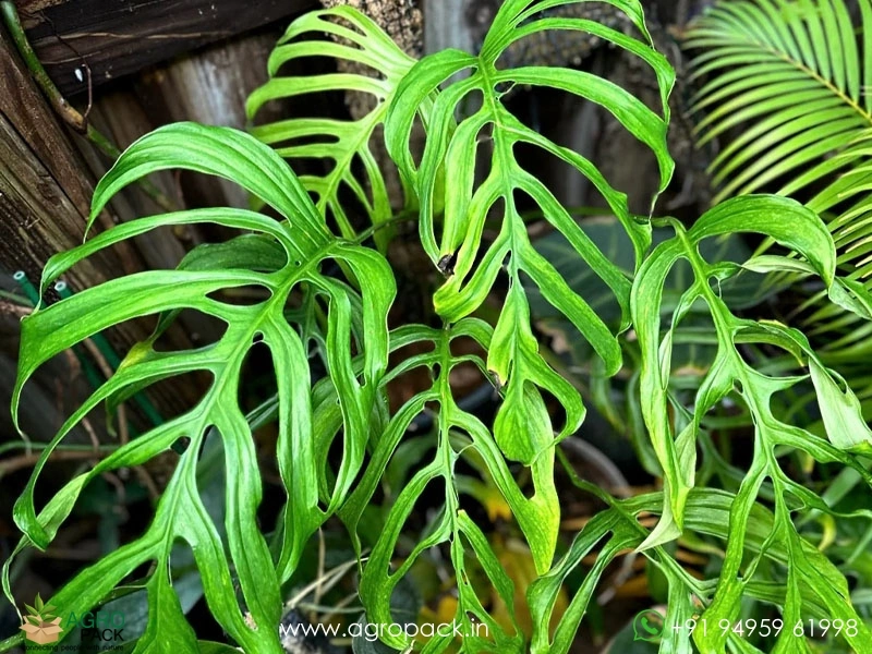 Monstera-Gracilis2
