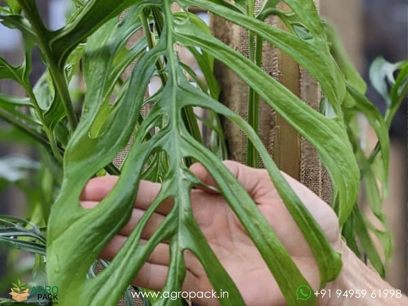 Monstera-Gracilis3