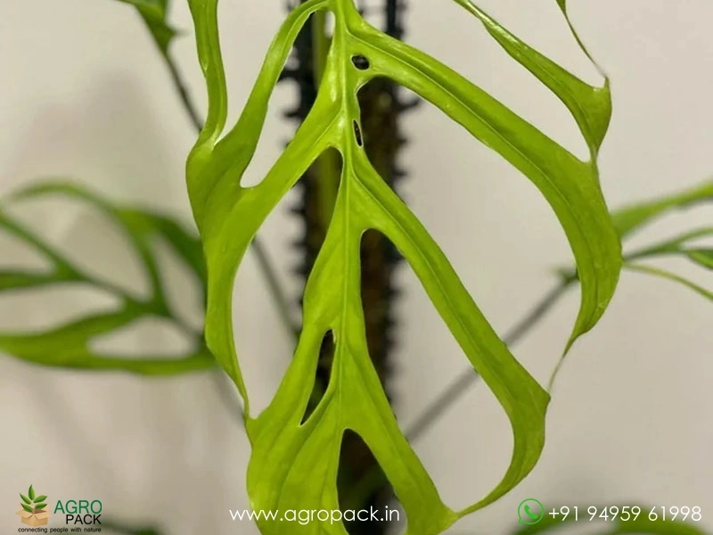 Monstera-Gracilis4