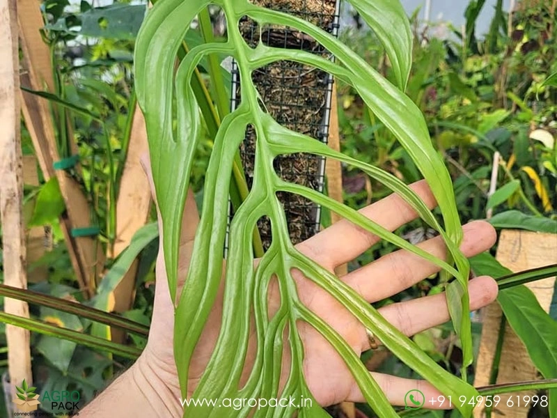 Monstera-Gracilis6