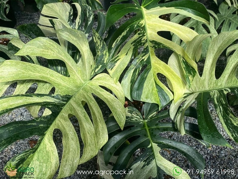 Monstera-Mint-Variegated1