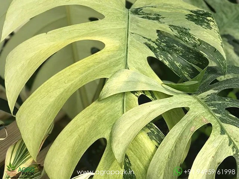 Monstera-Mint-Variegated2