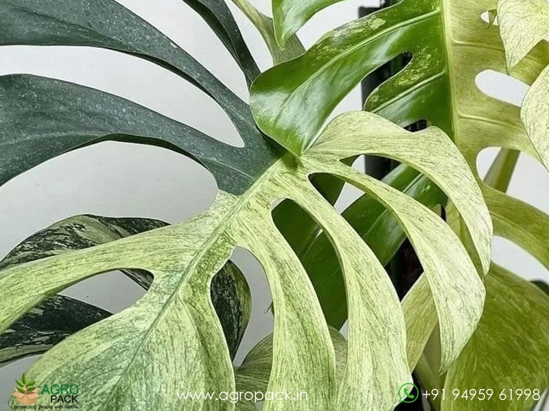 Monstera-Mint-Variegated3