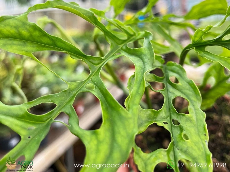Monstera-Obliqua-Peru1