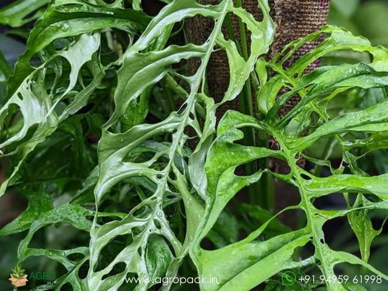 Monstera-Obliqua-Peru2