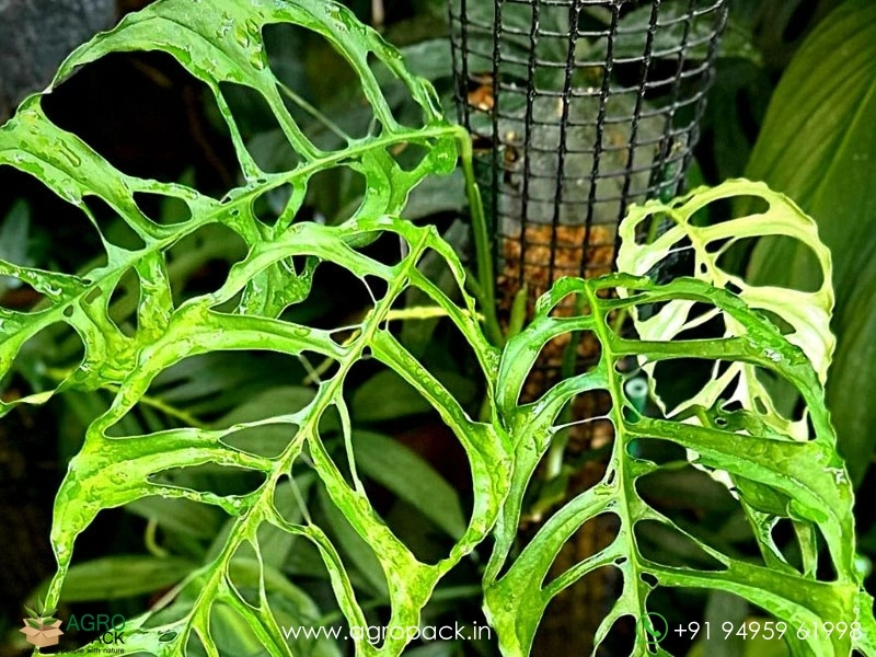 Monstera-Obliqua-Peru3