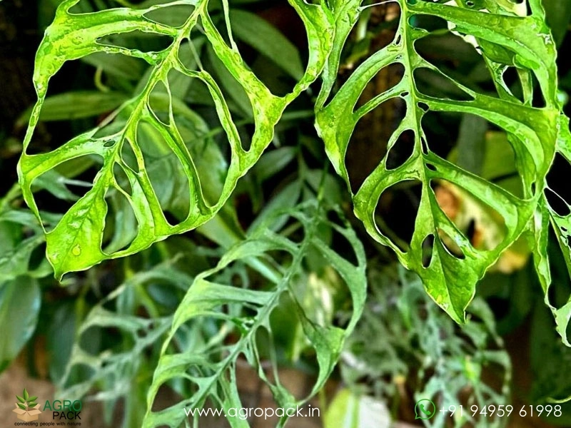 Monstera-Obliqua-Peru4
