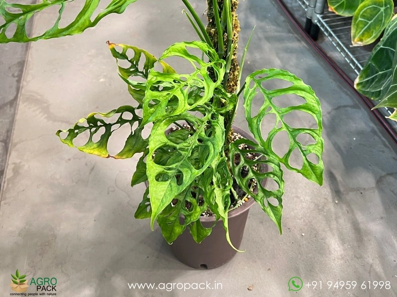 Monstera-Obliqua-Peru5