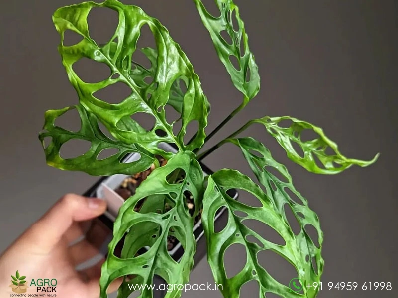 Monstera-Obliqua-Peru6