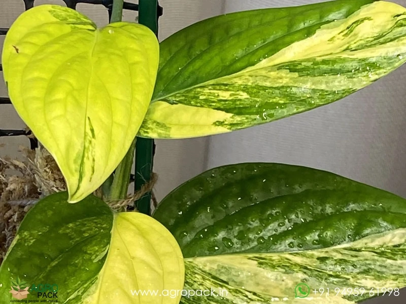 Monstera-Peru-Variegated1