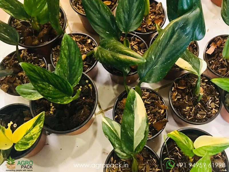 Monstera-Peru-Variegated2