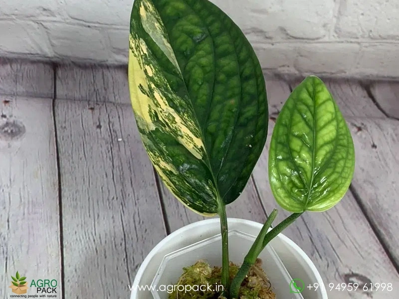 Monstera-Peru-Variegated3