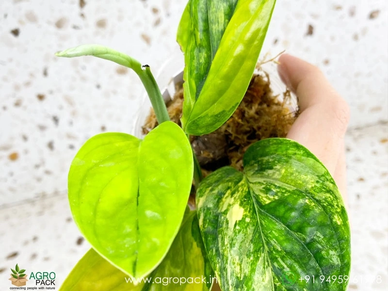 Monstera-Peru-Variegated4