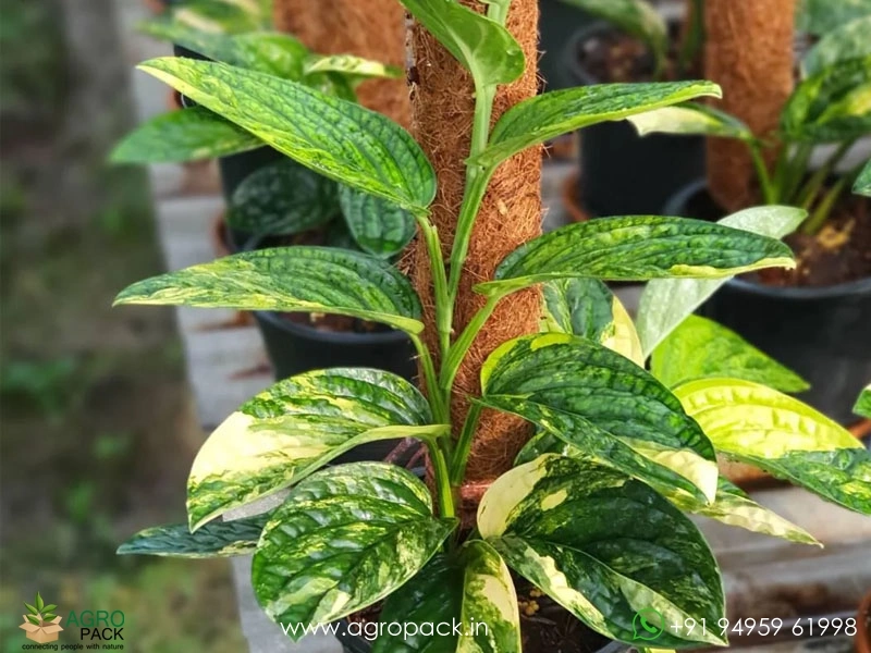Monstera-Peru-Variegated5