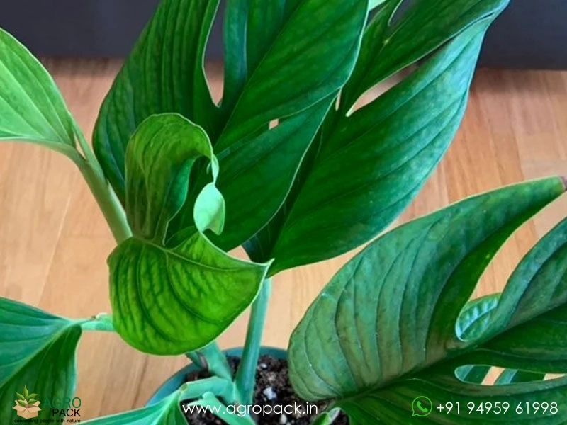 Monstera-Pinnatipartita2