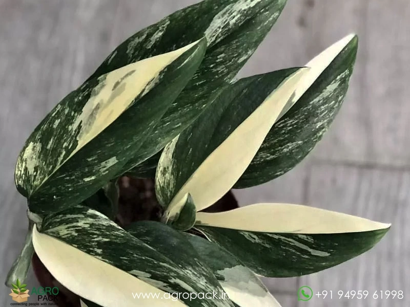Monstera-Standleyana-Albo-Variegata1