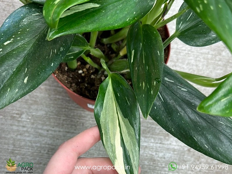 Monstera-Standleyana-Albo-Variegata2