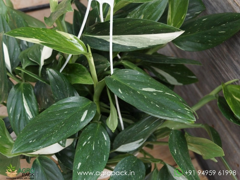 Monstera-Standleyana-Albo-Variegata3