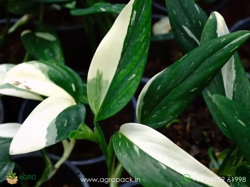 Monstera-Standleyana-Albo-Variegata4
