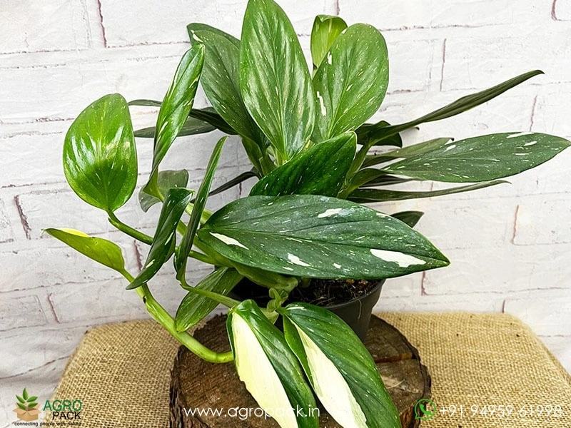 Monstera-Standleyana-Albo-Variegata5