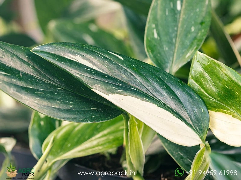 Monstera-Standleyana-Albo-Variegata6