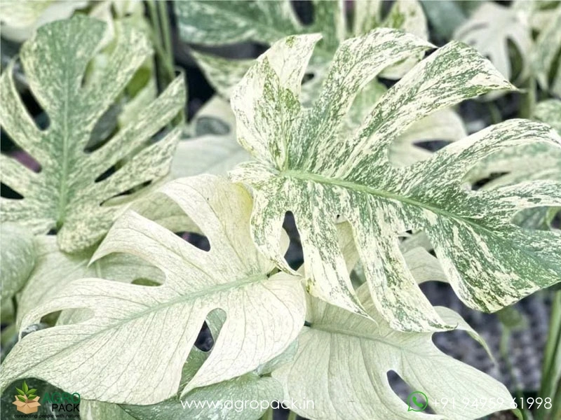 Monstera-White-Monster1