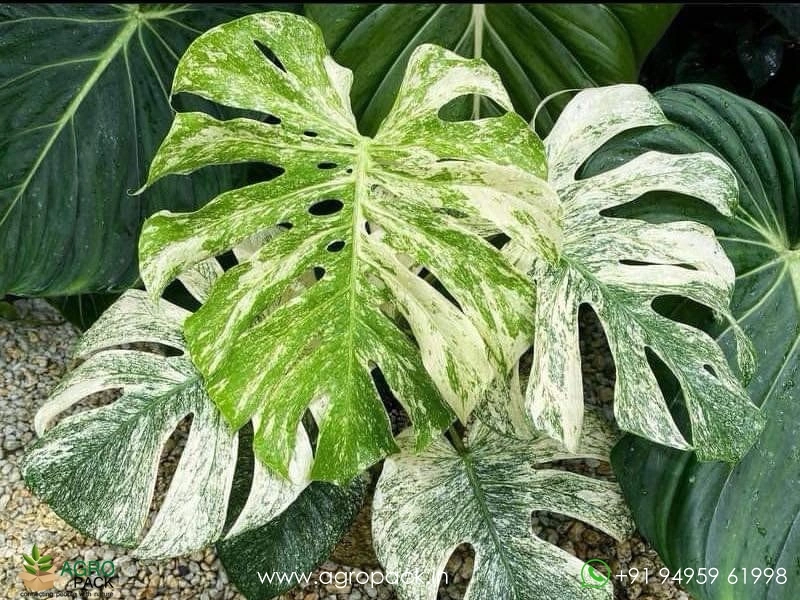 Monstera-White-Monster2