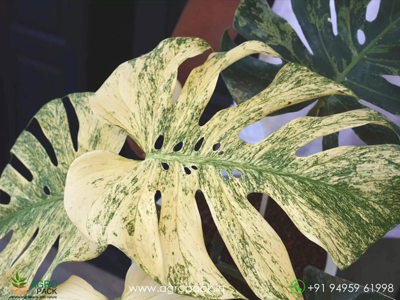 Monstera-White-Monster3