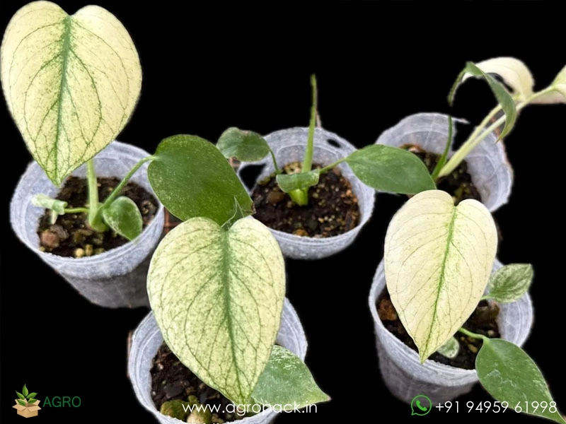 Monstera-White-Monster4