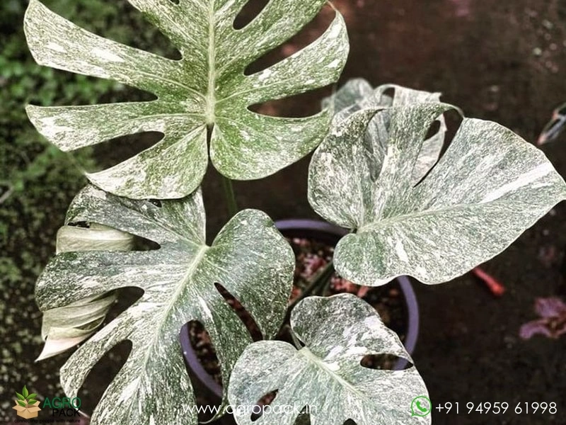 Monstera-White-Monster5