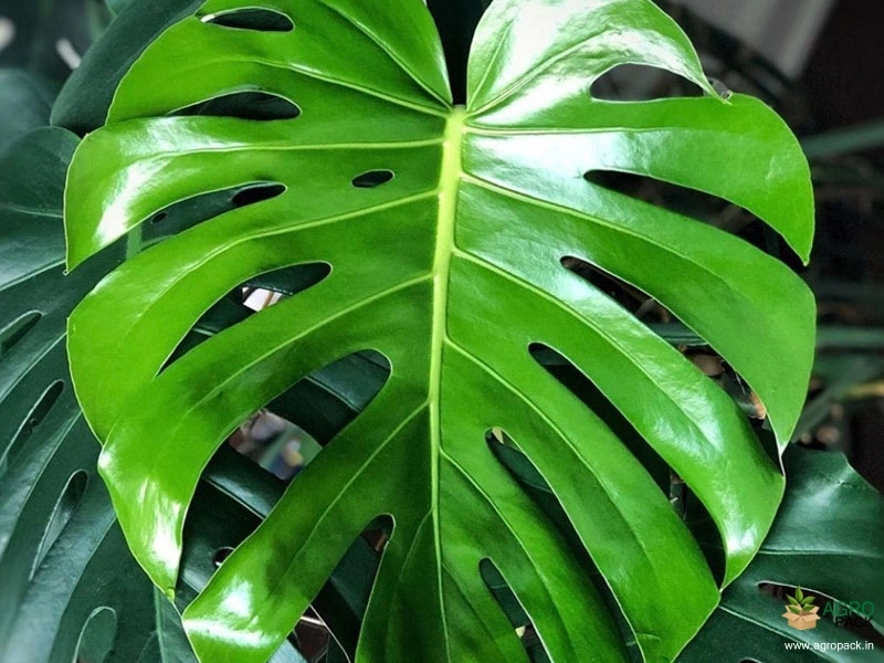 Monstera-deliciosa3