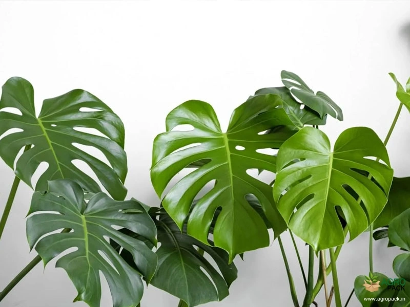 Monstera-deliciosa5