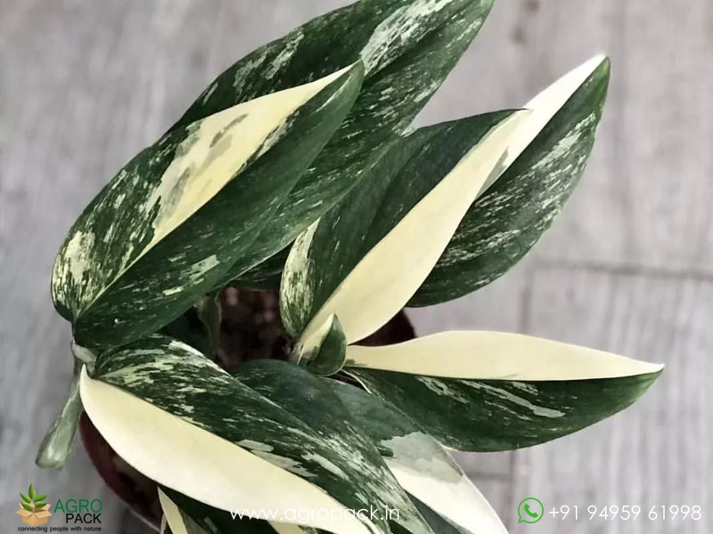 Monstera-standleyana-albo1