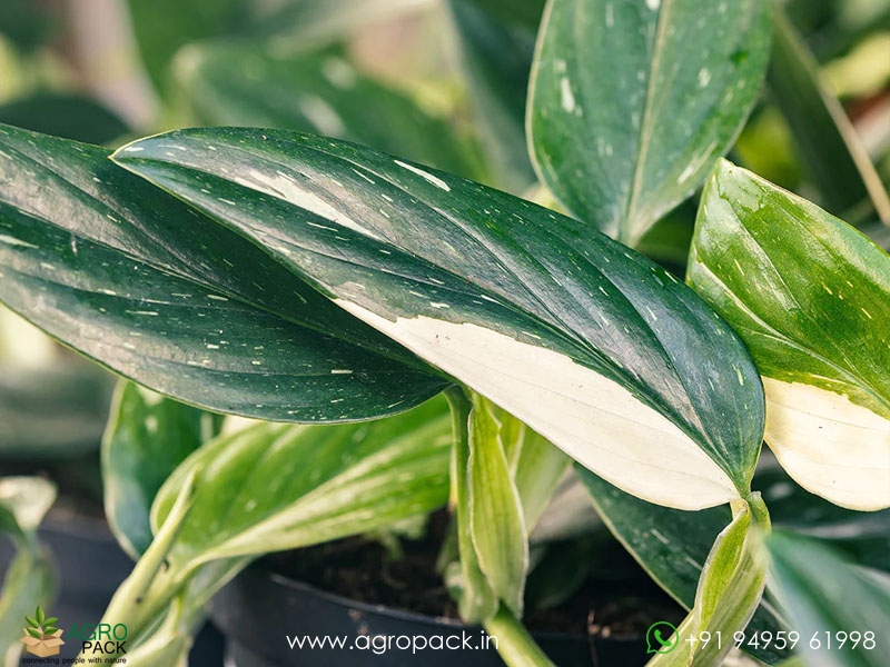 Monstera-standleyana-albo3
