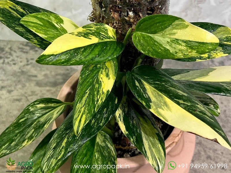 Monstera-standleyana-aurea1