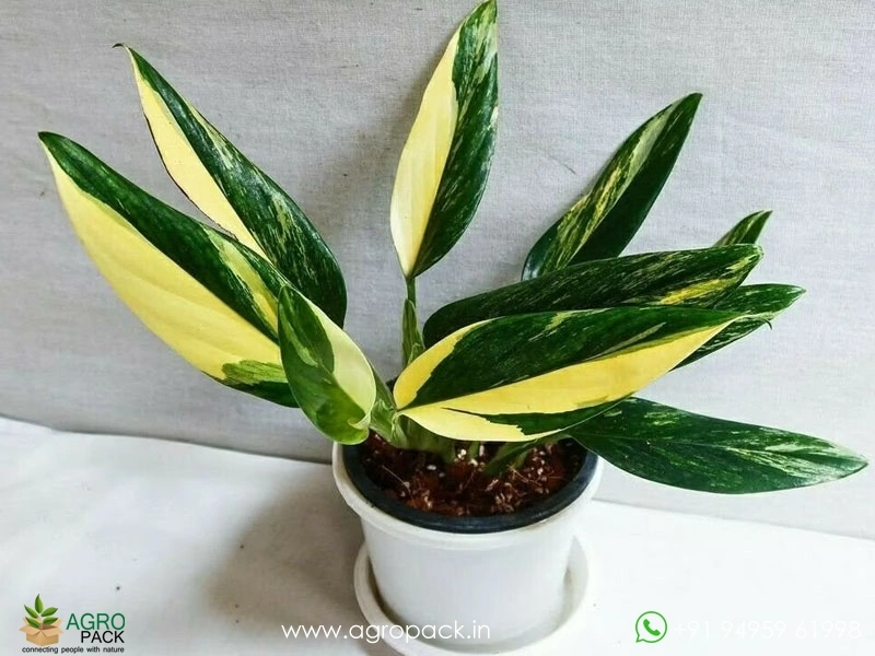 Monstera-standleyana-aurea2