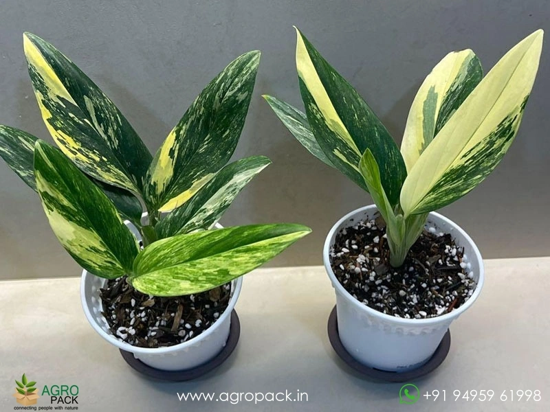 Monstera-standleyana-aurea3