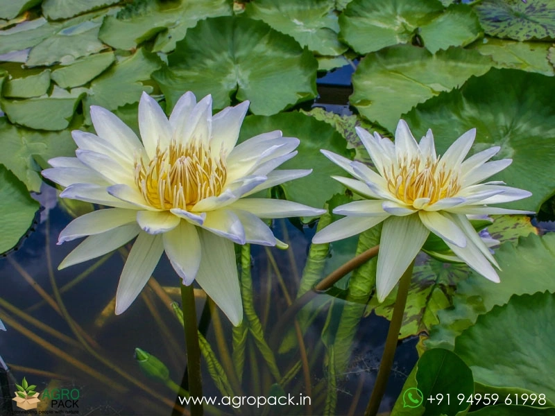 Moonbeam-Tropical-Water-Lilly1