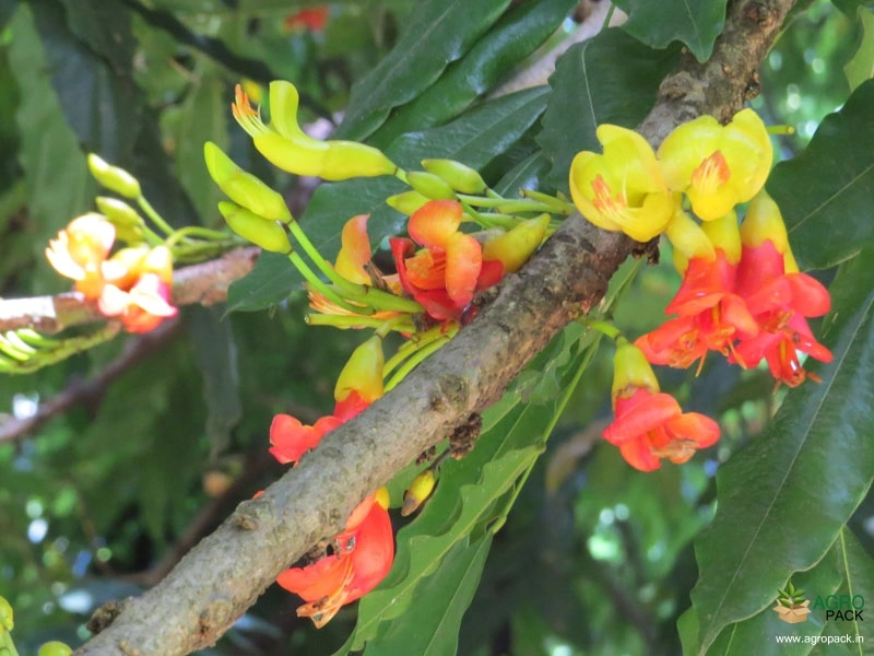 Moreton-Bay-Chestnut2