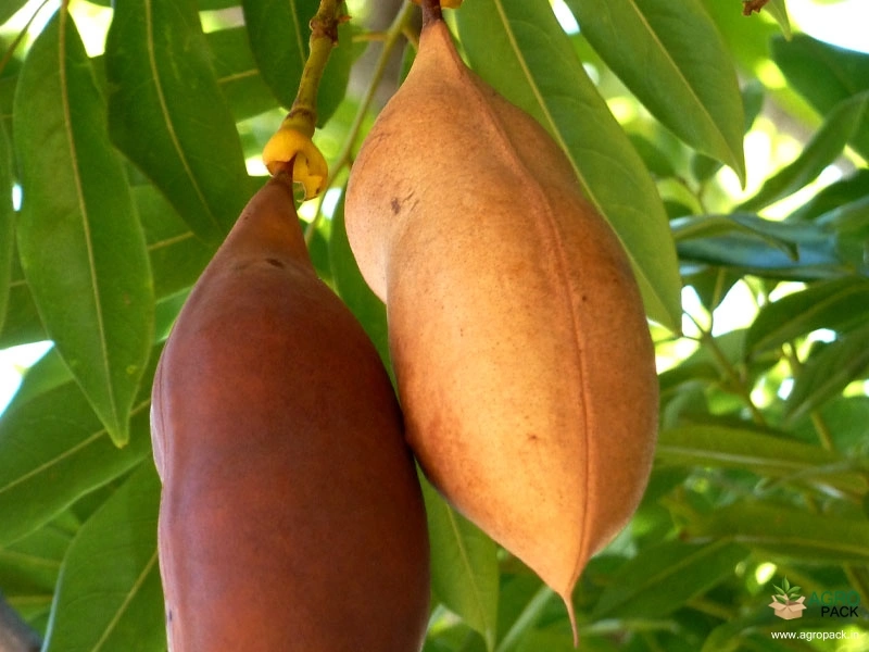 Moreton-Bay-Chestnut3