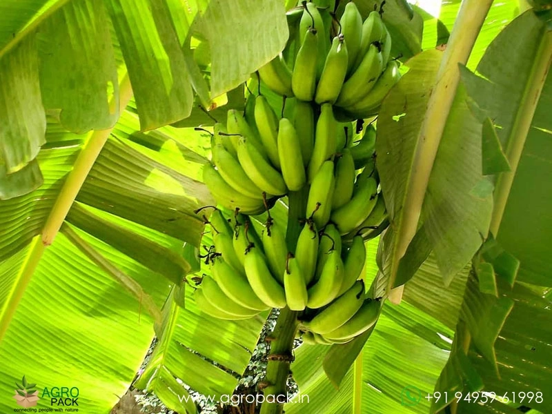 Morris-Robusta-Banana1