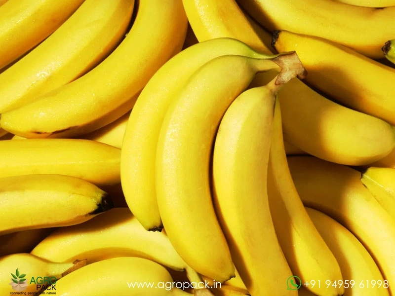 Morris-Robusta-Banana2
