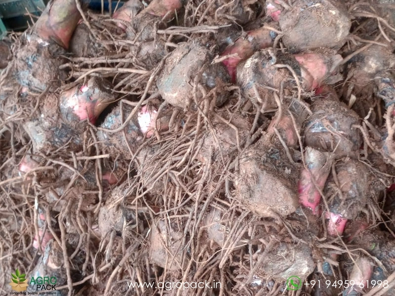 Morris-Robusta-Banana3