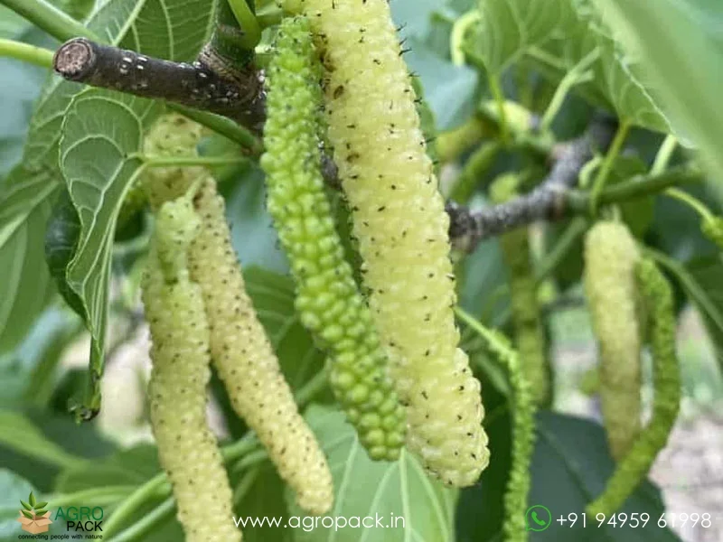 Morus-serrata-White-Himalayan-Mulberry1