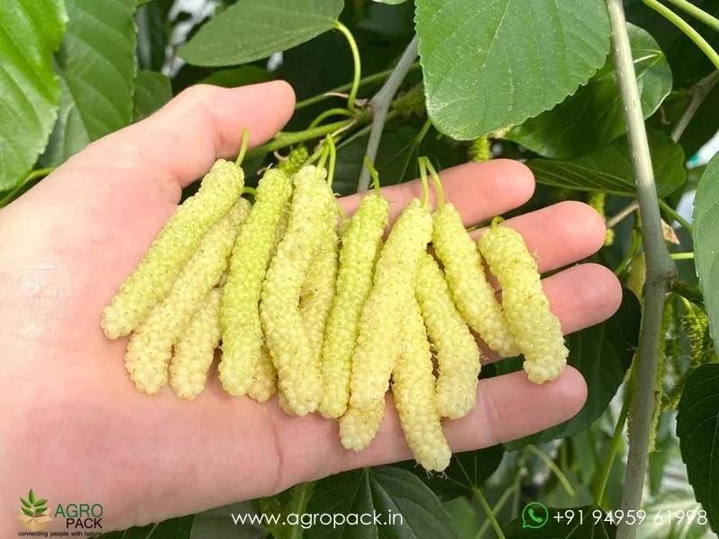 Morus-serrata-White-Himalayan-Mulberry2