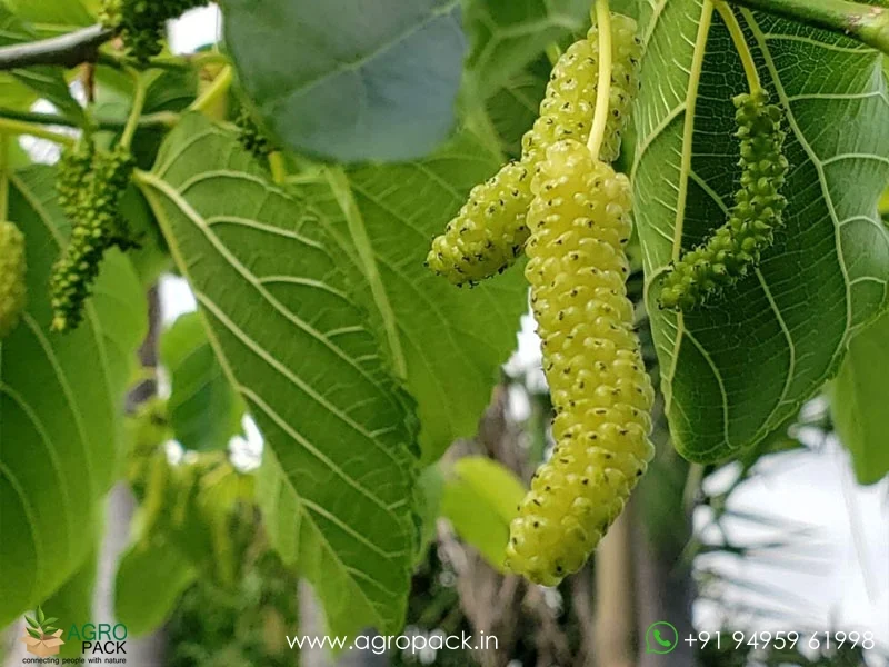 Morus-serrata-White-Himalayan-Mulberry3